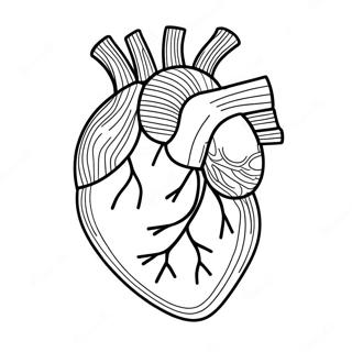 Raskraska Tsvetnoi Diagrammy Anatomii Serdtsa 76807-19594