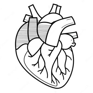 Raskraska Tsvetnoi Diagrammy Anatomii Serdtsa 76807-19595