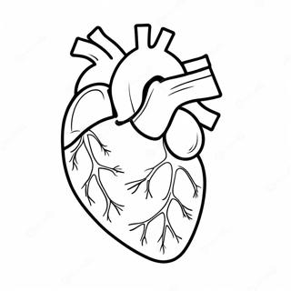 Raskraska Realistichnoi Anatomii Serdtsa 76808-19598
