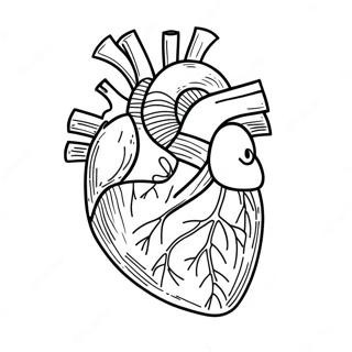 Raskraska Realistichnoi Anatomii Serdtsa 76808-19599