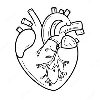 Raskraska Multiashnoi Anatomii Serdtsa 76809-19602